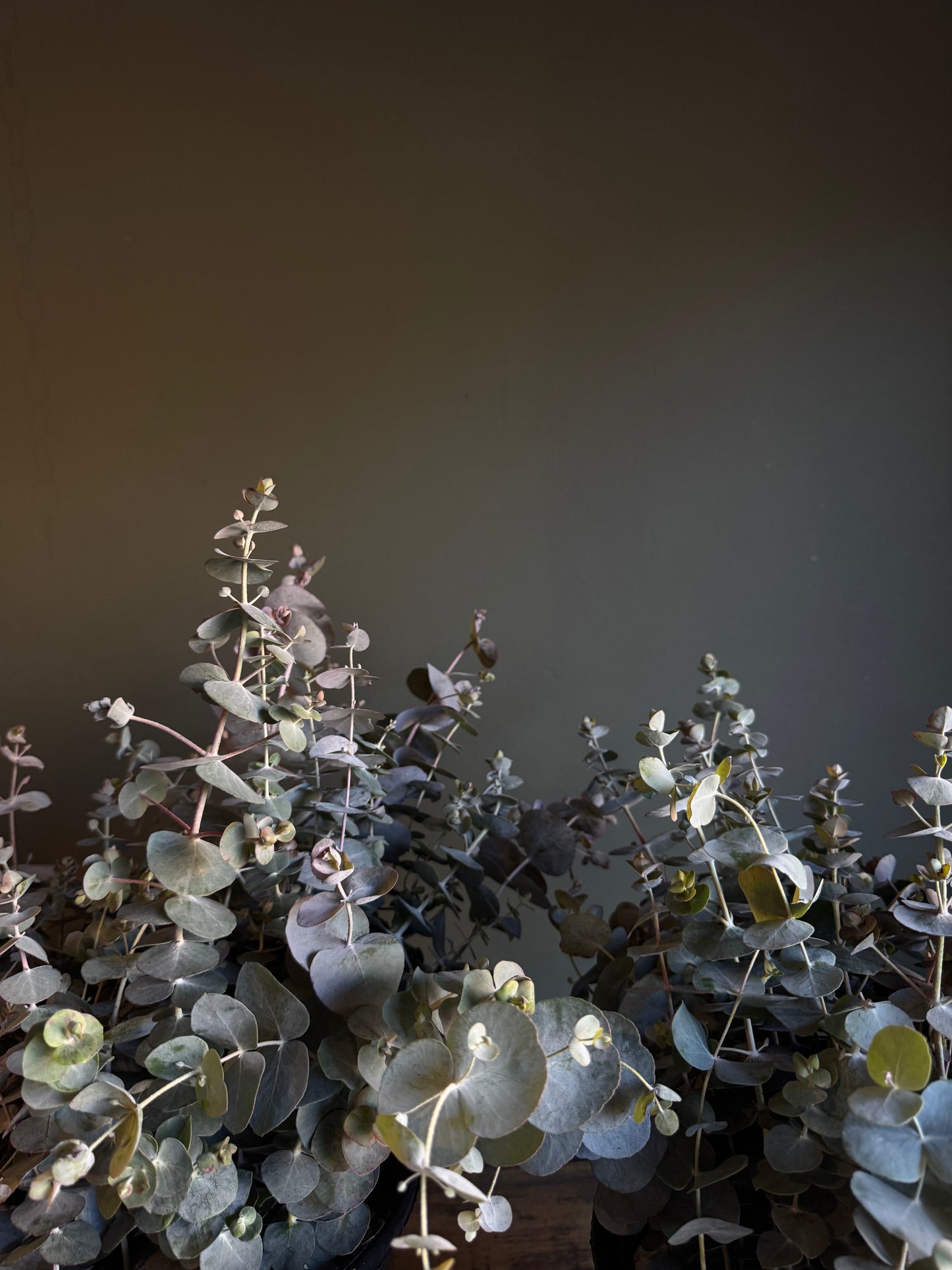 Shower Eucalyptus Steamers